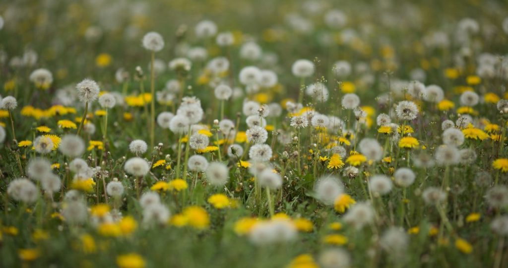 Should You Get Rid of Dandelions in Your Lawn?