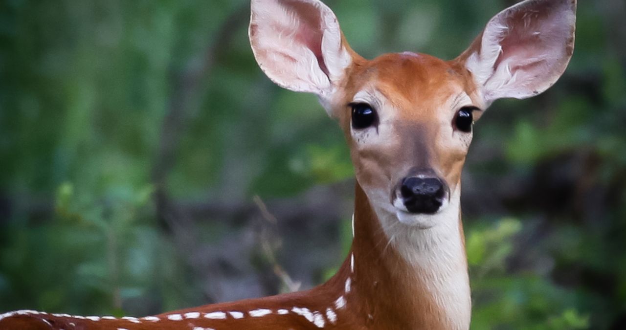 Landscaping for Wildlife: Creating Deer-Friendly Habitats