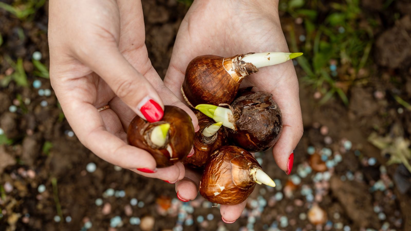 Fall Bulb Guide: Planting for Spring and Tips for Digging Up and Storing Successfully