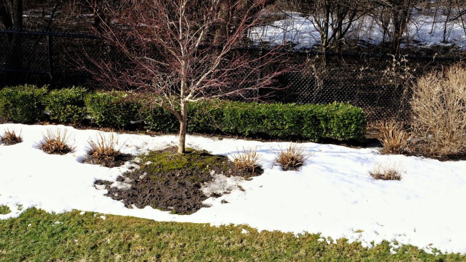 Temperature Fluctuations: Spring-Like Days in Winter and How Your Landscape Handles It